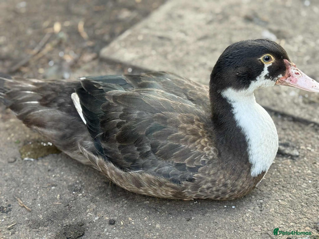 Ducks poultry for sale: Muscovy ducks  - Image 1