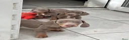 Dachshund dogs for sale: Miniature short hair dachshund  - Advert 5