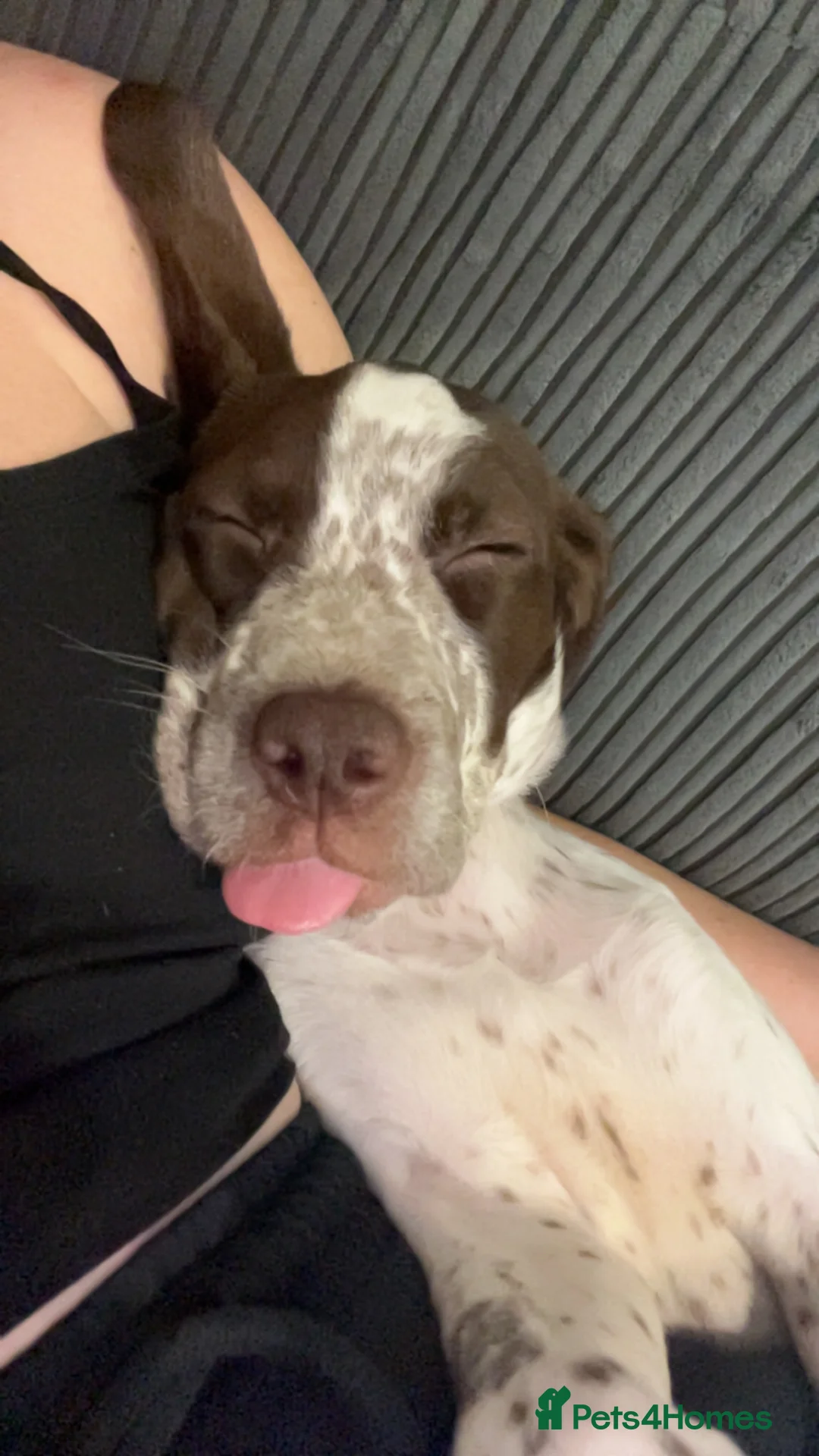 Mixed Breed dogs for sale: Working springer spaniel x in Whitstable - Advert 2