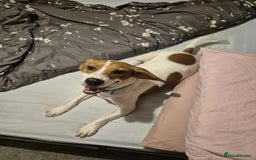 Beagle dogs for adoption: DOUG – 2 years old, Male, Beagle Boy - Advert 13