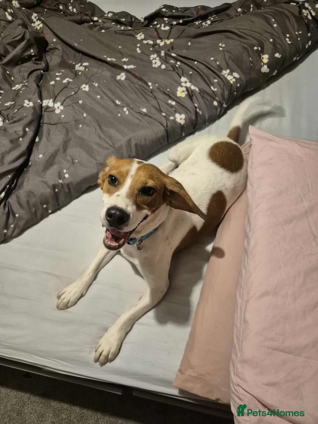 Beagle dogs for adoption: DOUG – 2 years old, Male, Beagle Boy - Advert 13