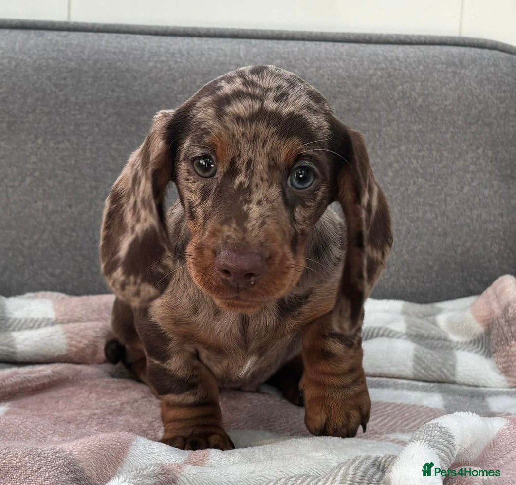 Miniature Dachshund dogs Beautiful Miniature Dachshund puppies for sale - Advert 4