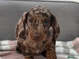 Miniature Dachshund dogs Beautiful Miniature Dachshund puppies for sale - Advert 2