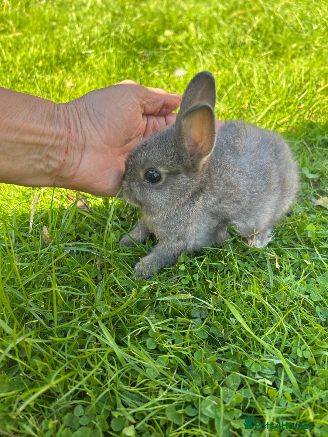 Netherland Dwarf rabbits for sale: Beautiful Netherland dwarf baby bunnies  - Image 10