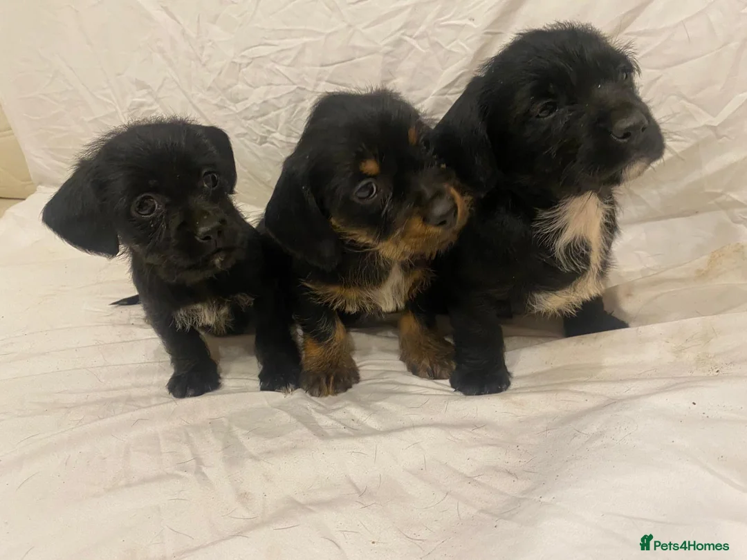 Mixed Breed dogs for sale: Beautiful dachshund/shih Tzu puppy’s  in Doncaster - Advert 13