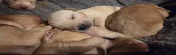 Labrador Retriever dogs for sale: Stunning labrador pups  in Spalding - Advert 3