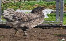 Chickens poultry for sale: Point of Lay hens Jersey Giants, Pekin & Olive egg - Image 1