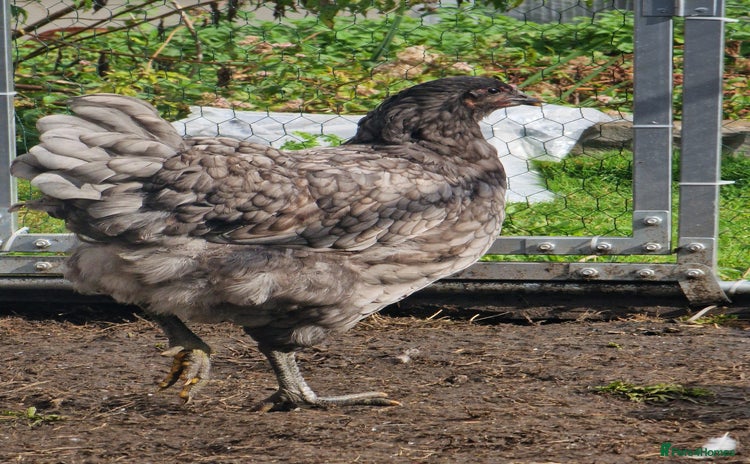 Chickens poultry - Advert 1