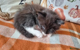 Mixed Breed cats for sale: Gorgeous Large Maine Coon Cross Kittens - Image 28