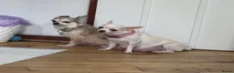 Chihuahua dogs for sale: 5 beautiful chihuahuas  - Advert 3