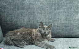 Maine Coon cats for sale: HEALTHY 5 Generation GCCF pedigree Maine coons - Image 1