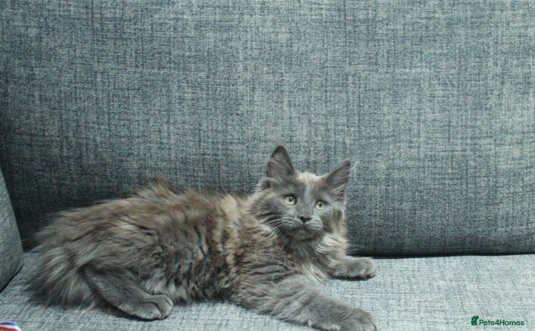 Maine Coon cats - Advert 4
