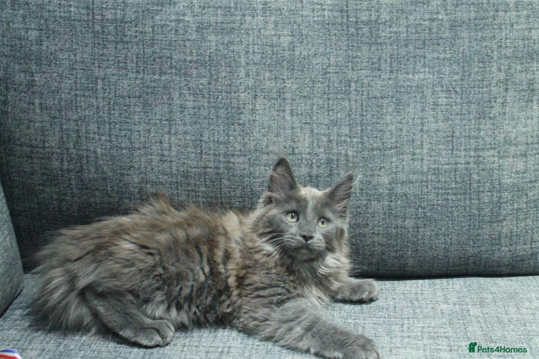 Maine Coon cats for sale: HEALTHY 5 Generation GCCF pedigree Maine coons - Image 1