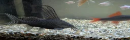 Catfish fish for sale: Feather fin Catfish - Advert 3