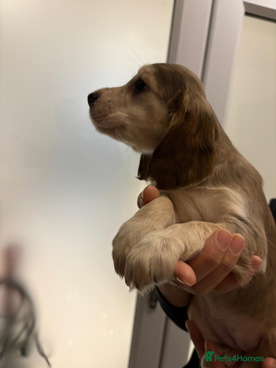 Cocker Spaniel dogs for sale: Show type KC and DNA health tested parents  - Advert 17