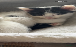 Mixed Breed cats for sale: Black white and ginger kittens for sale  - Image 7