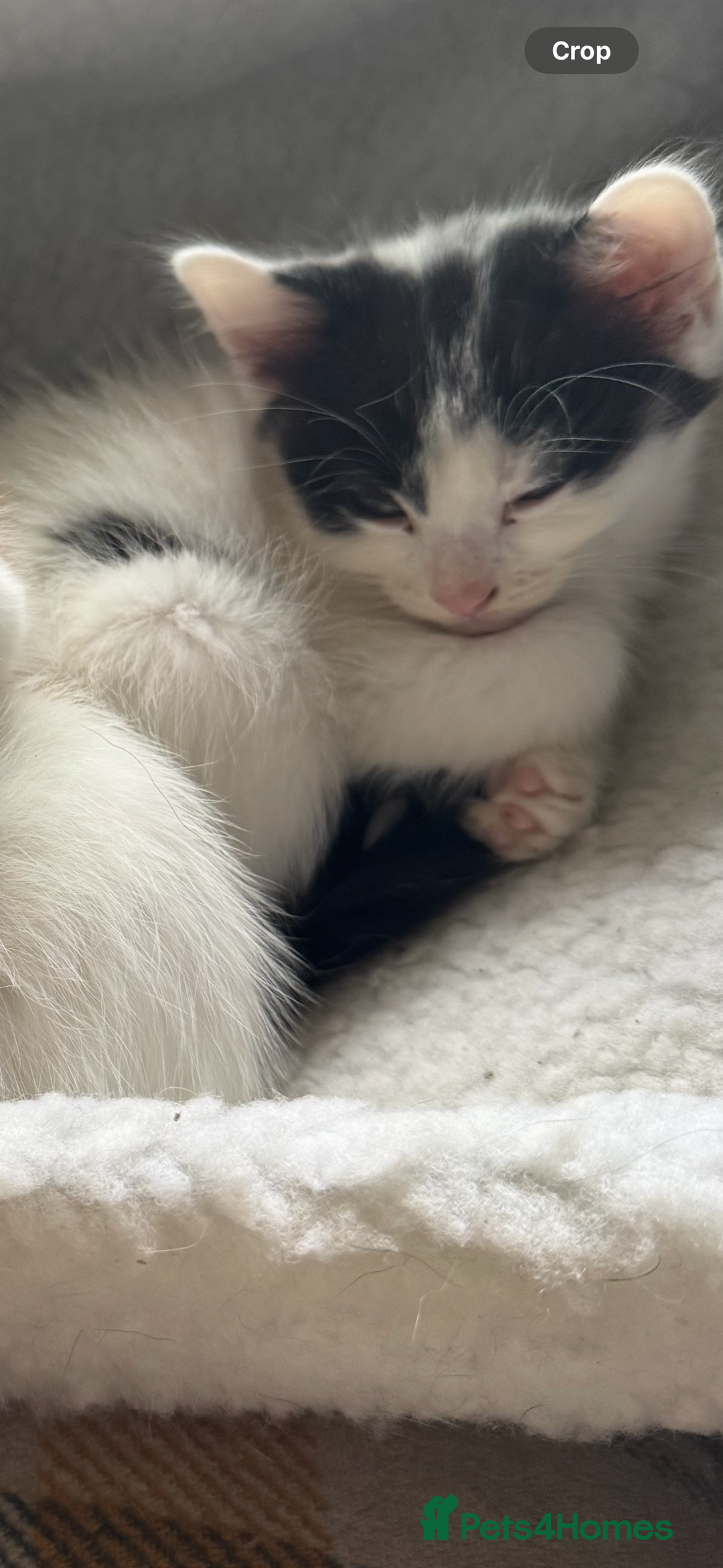 Mixed Breed cats for sale: Black white and ginger kittens for sale  - Image 7