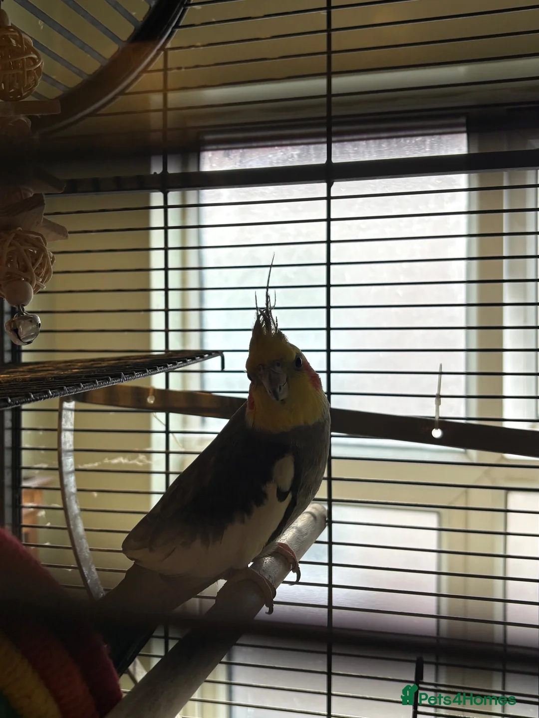 Cockatiels birds for sale: Disco, aprox 2 year old cockatiel in London - Advert 2