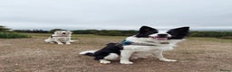 Border Collie dogs for sale: Looking for forever home for my boy - Advert 3
