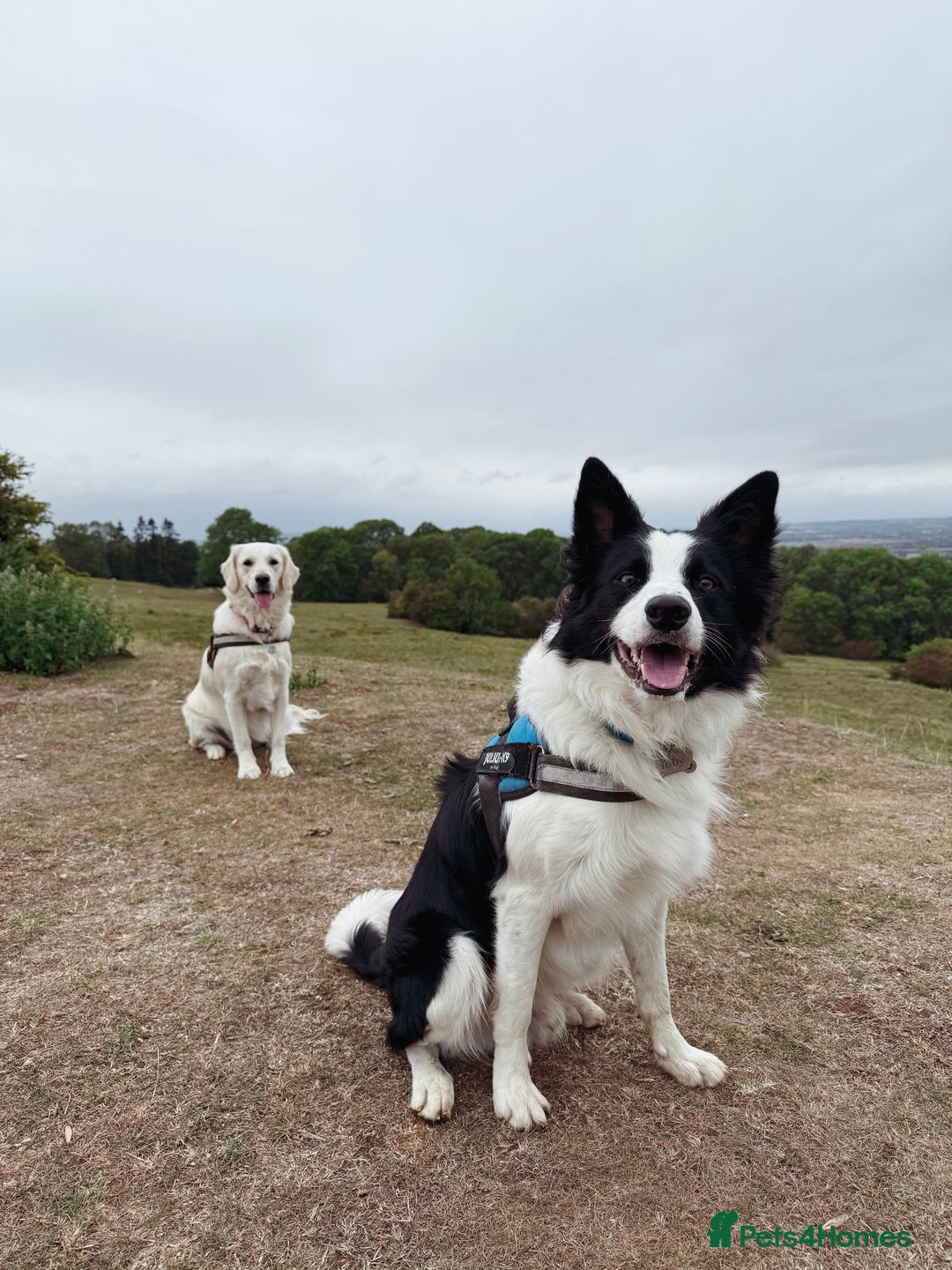 Border Collie dogs for sale: Looking for forever home for my boy - Advert 3