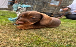 Dachshund dogs for sale: Wire haired dachshund puppies - Image 14
