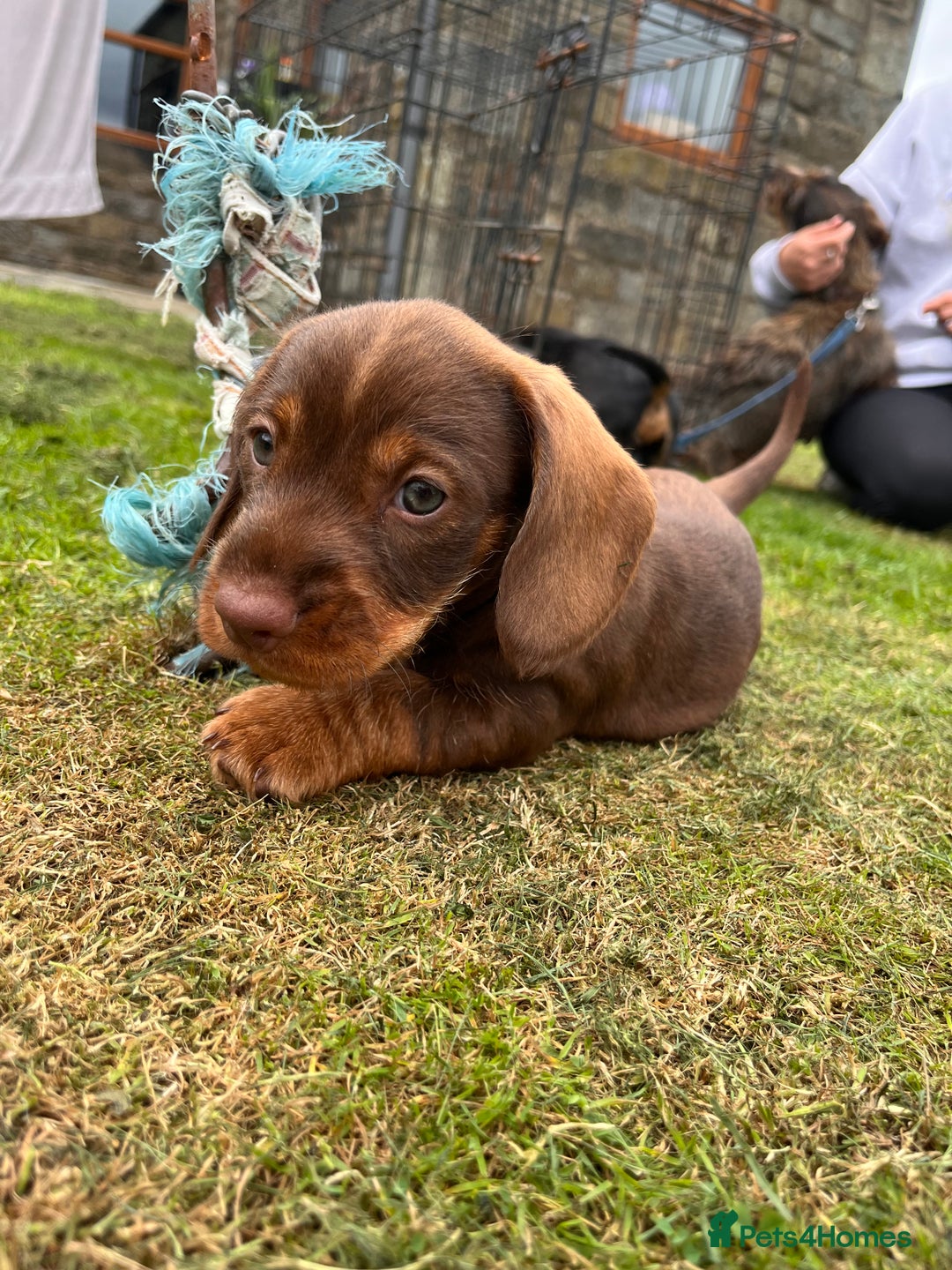 Dachshund dogs for sale: Wire haired dachshund puppies - Image 14