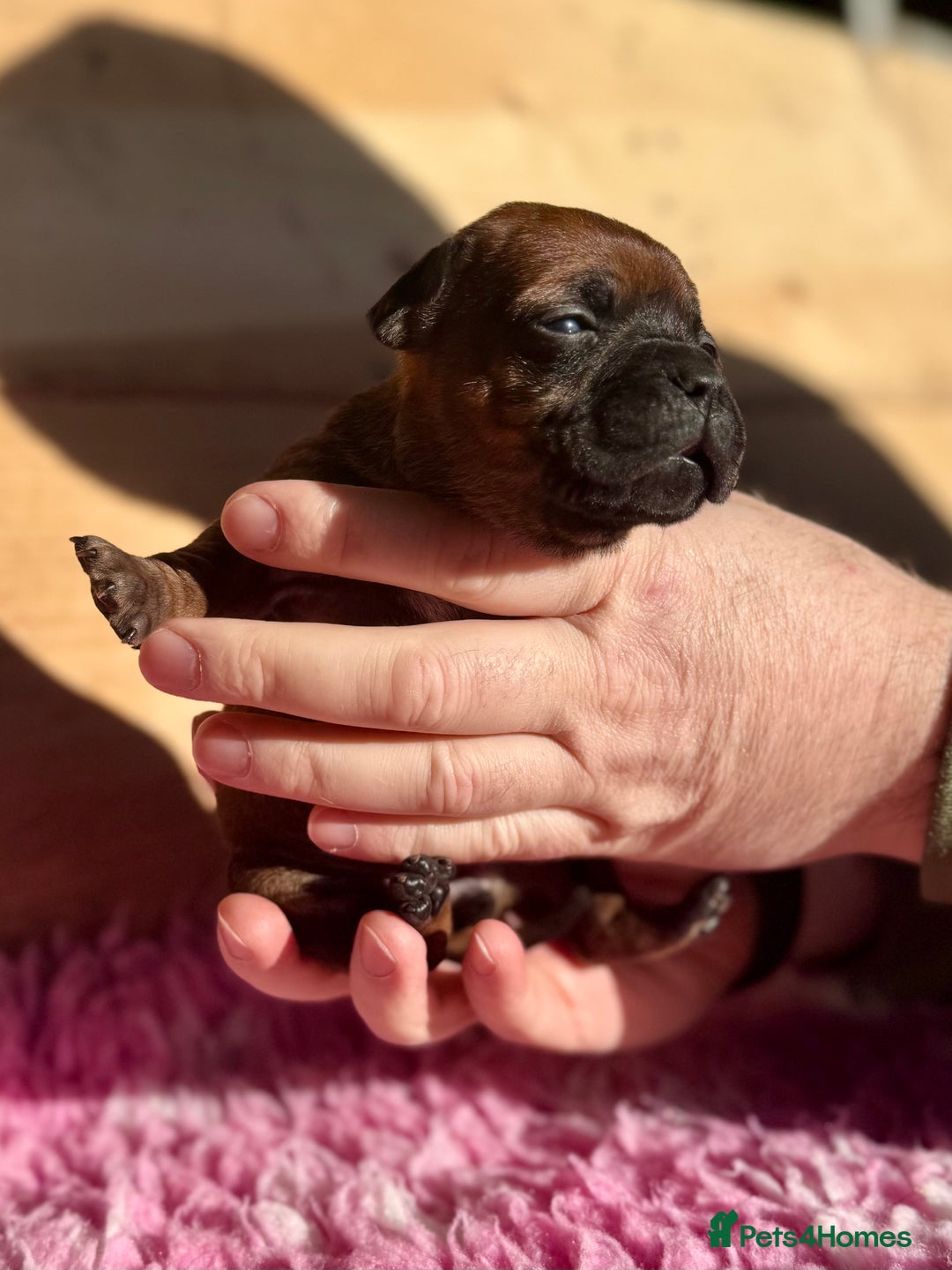 Staffordshire Bull Terrier dogs for sale: 7 Red Staffordshire Bull Terrier pups  - Advert 13
