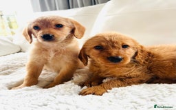 Labradoodle dogs for sale: Gorgeous F1 Labradoodle puppies  - Image 10