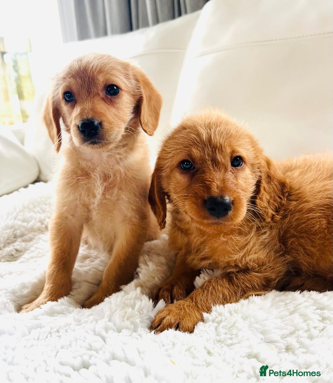 Labradoodle dogs for sale: Gorgeous F1 Labradoodle puppies  - Image 10
