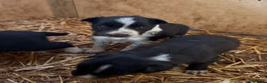 Border Collie 4