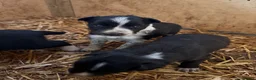 Border Collie dogs for sale: Beautiful Tri-coloured&Black&white collie puppies  - Advert 4