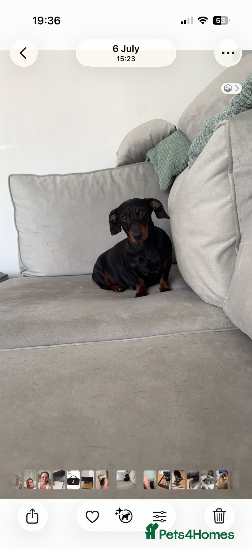 Dachshund dogs Dolly 5 year old. - Advert 2