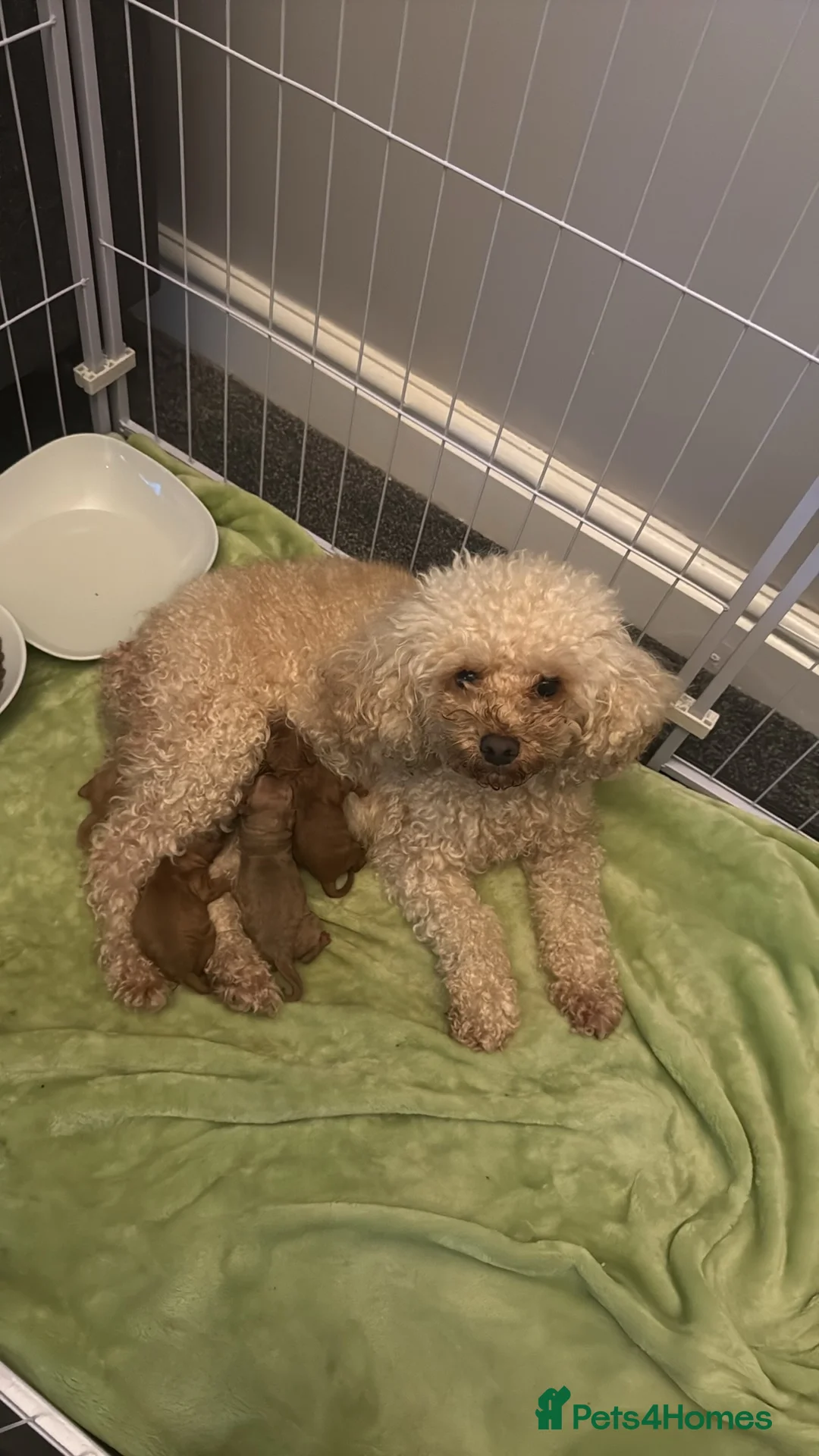 Cavapoo dogs for sale: Cavapoo - Advert 8