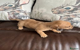 Mixed Breed dogs for sale: French wieners - Image 7
