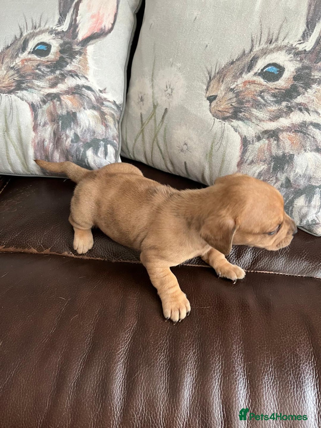 Mixed Breed dogs for sale: French wieners - Image 7