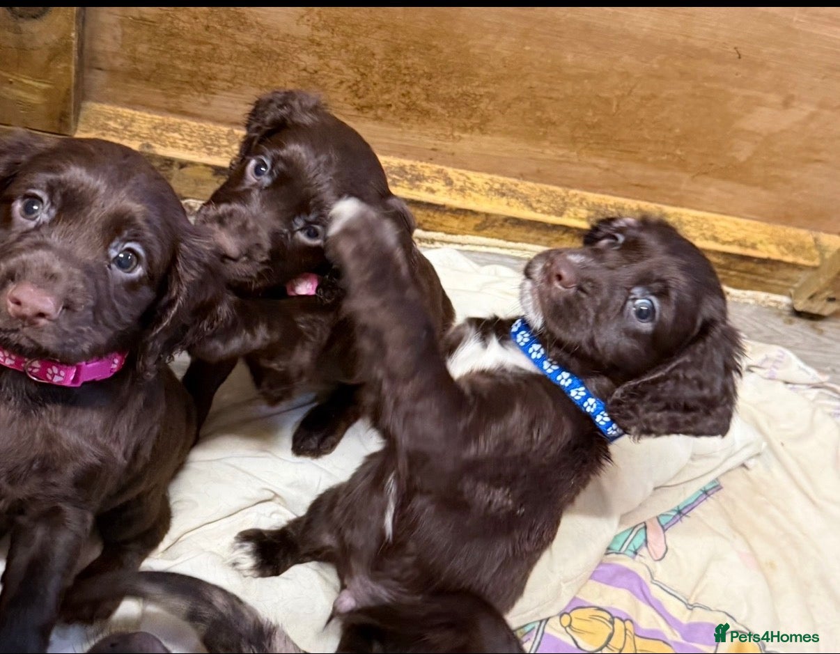 Cocker Spaniel dogs Chocolate merle and family - Advert 1
