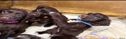 Cocker Spaniel dogs for sale: Chocolate merle and family - Advert 7