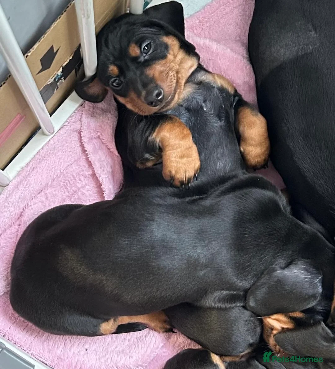 Miniature Dachshund dogs for sale: Miniature Dachshund Smooth Hair Puppies  - Advert 2