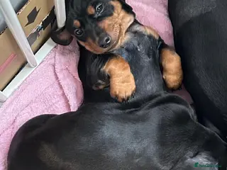 Miniature Dachshund dogs Miniature Dachshund Smooth Hair Puppies - Advert 9