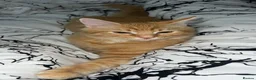 Mixed Breed cats for sale: Two Ginger Kittens Looking for a Loving Home in Salford - Advert 3