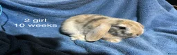 Dwarf Lop rabbits for sale: Baby dwarf lop rabbits  - Advert 3