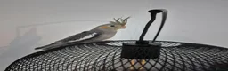 Cockatiels birds for sale: Female cockatiel and set up in York - Advert 2