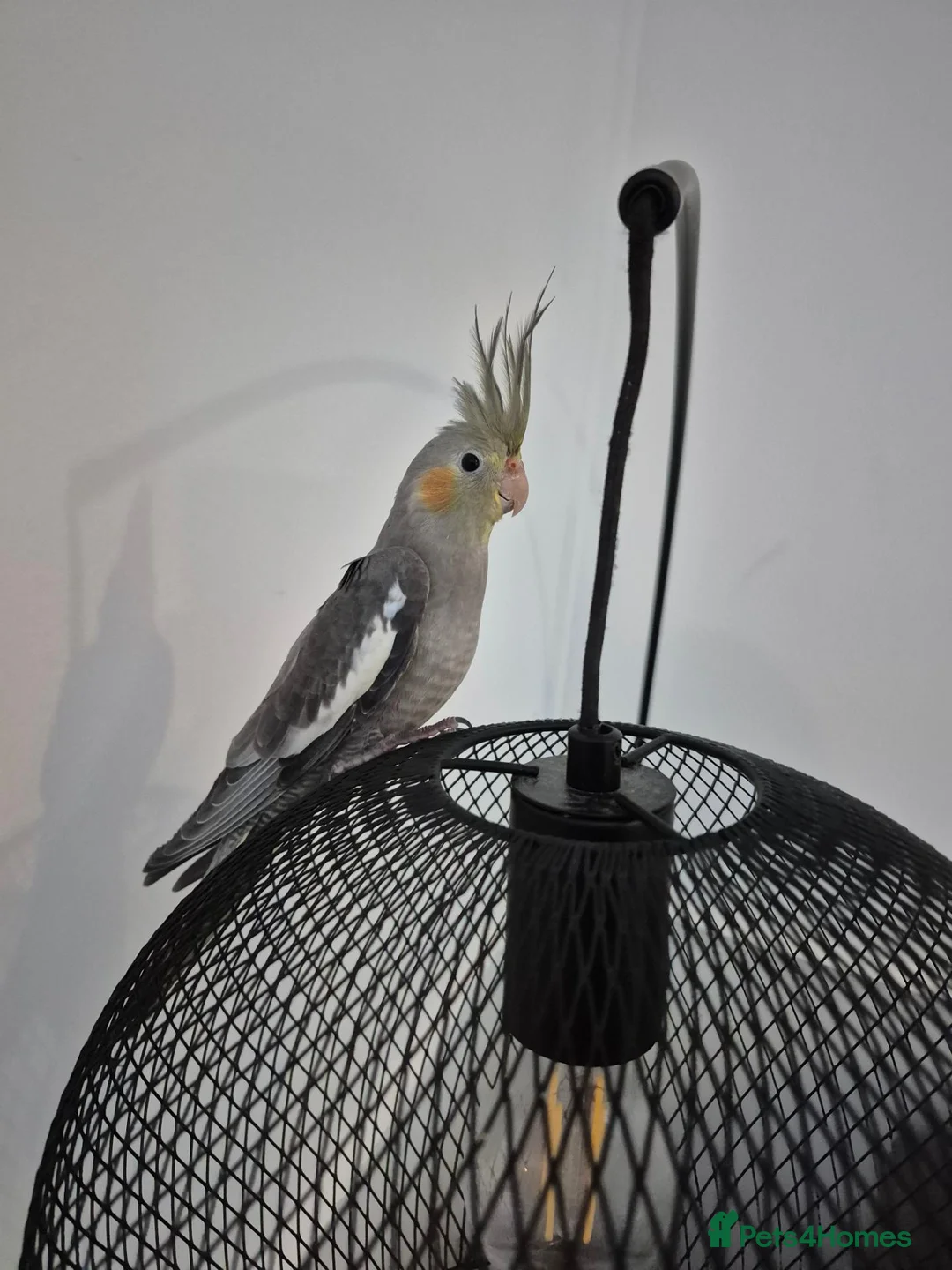 Cockatiels birds for sale: Female cockatiel and set up in York - Advert 2