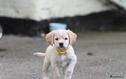 Cocker Spaniel dogs for sale: READY SOON! Working Cocker Spaniel mix Puppies  - Image 31