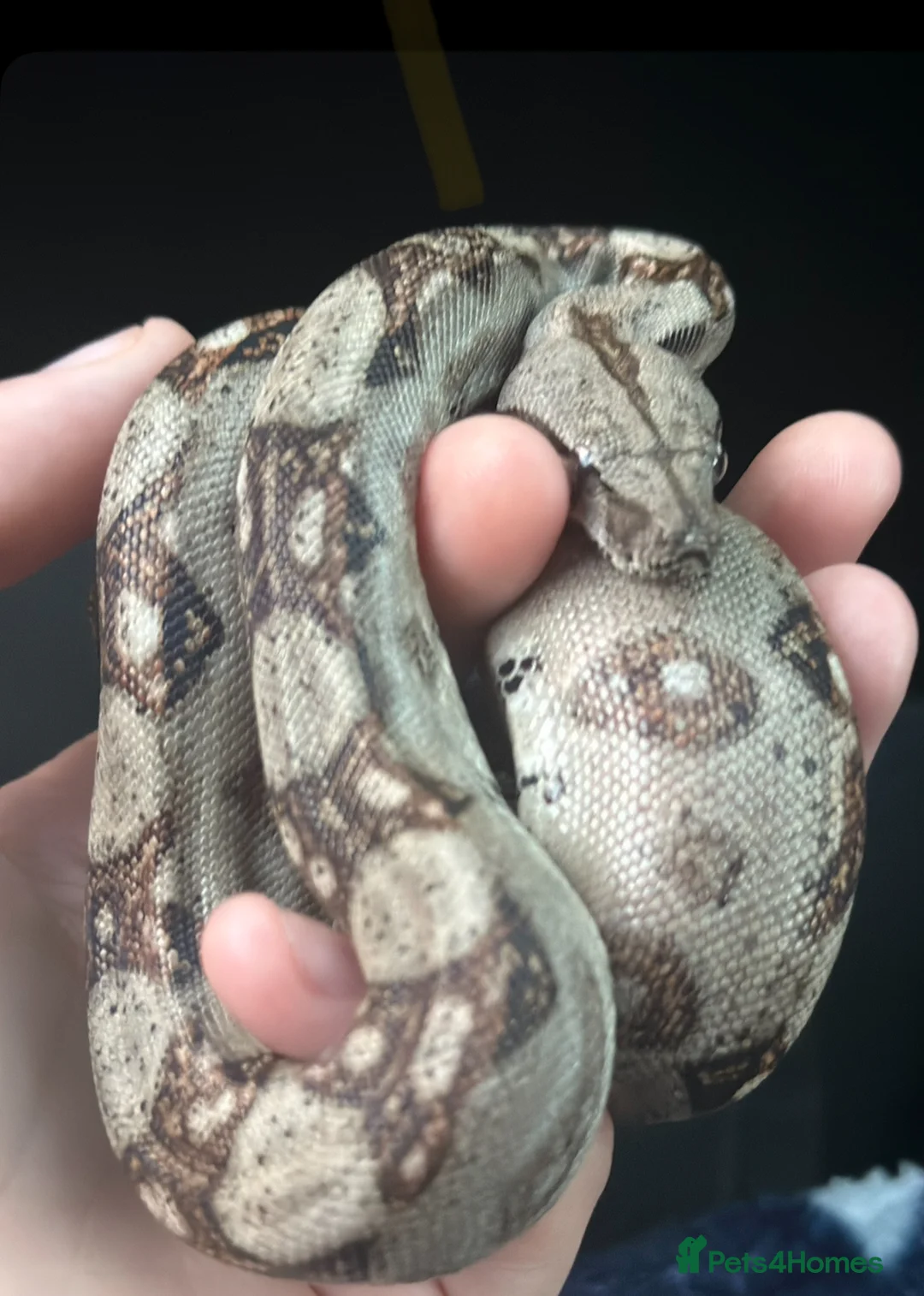 Boa Snake reptiles for sale: Boa constrictor  - Advert 2