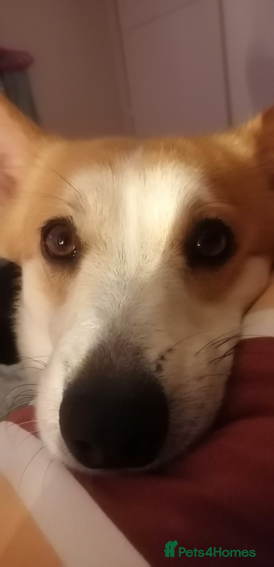 Welsh Corgi Cardigan dogs for sale: Adult Corgi - Advert 4