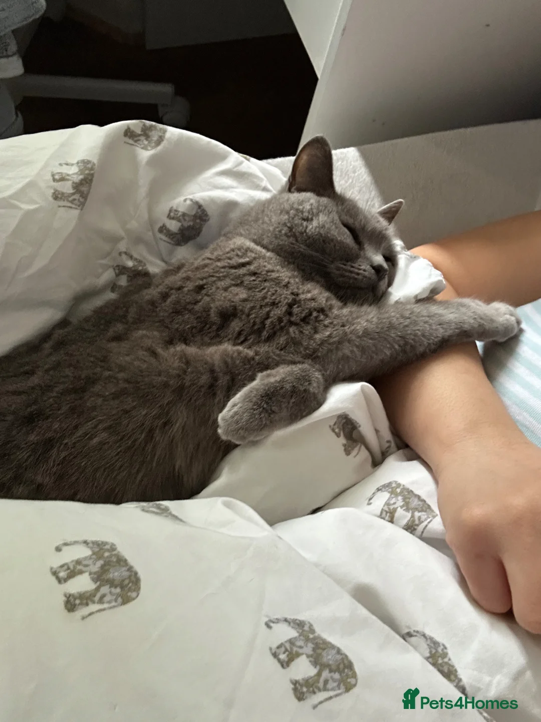 British Shorthair cats for sale: 🐾 British Shorthair   – 4 Years Old 🐾 in Edgware - Advert 2