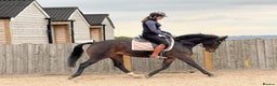 Belgian Warmblood horses for sale: Libertee - Dressage, happy hacker type - Advert 2