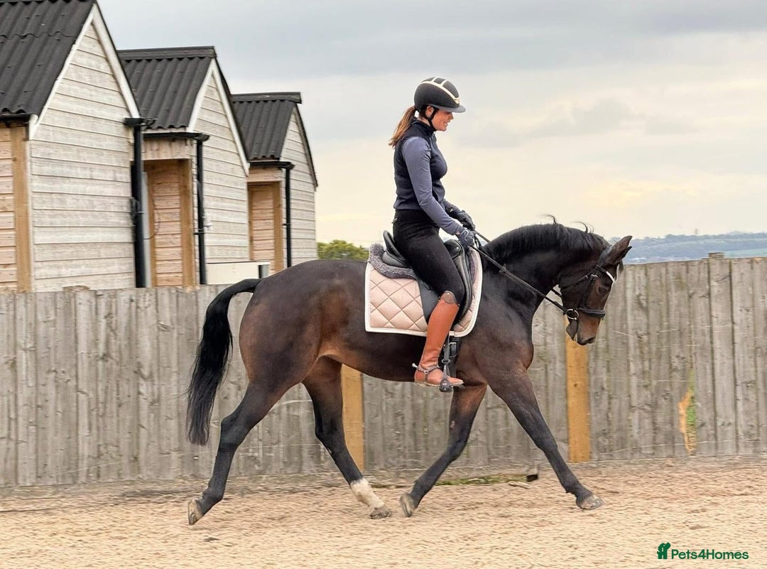 Belgian Warmblood horses for sale: Libertee - Dressage, happy hacker type - Image 2