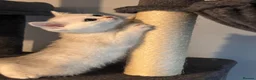 British Shorthair cats for sale: 3 Gorgeous White & Golden Shorthair Boys 🐾 - Advert 10
